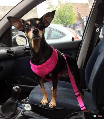 Hond Autogordel Roze 3