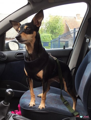 Hond Autogordel Groen 3