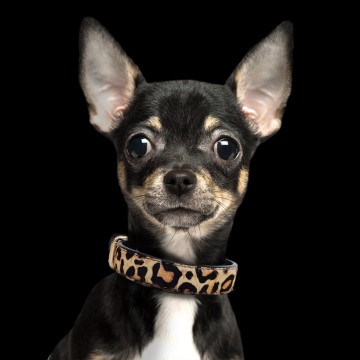 Milk and Pepper Leopard Halsband Dog