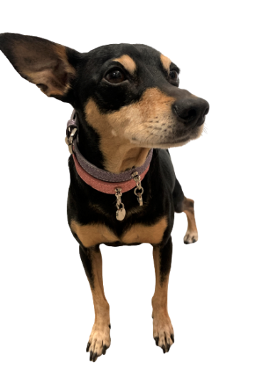 Stardust Pink Halsband 5