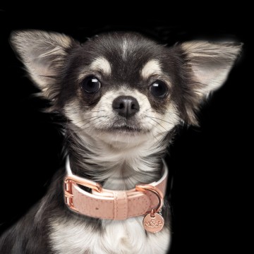 Safira Rose Halsband