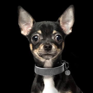 Safira Grey Halsband