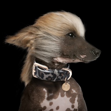 Milk and Pepper Panther Grey Halsband