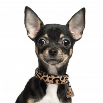 Milk and Pepper Ocelot Leopard Halsband Hond