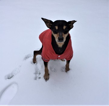 Jas Benji Red Stripes 3