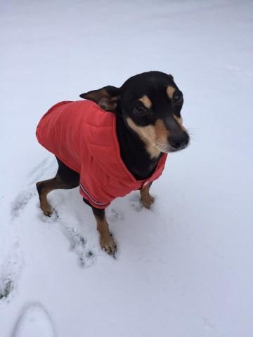 Jas Benji Red Stripes 4