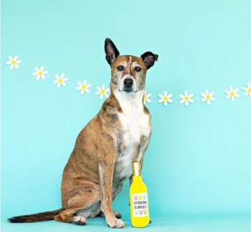 Drinking Bunnies Fringe Studio