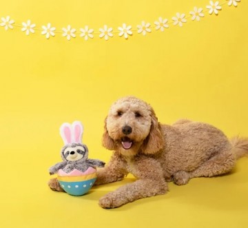 Eggstra Special Sloth Fringe Studio