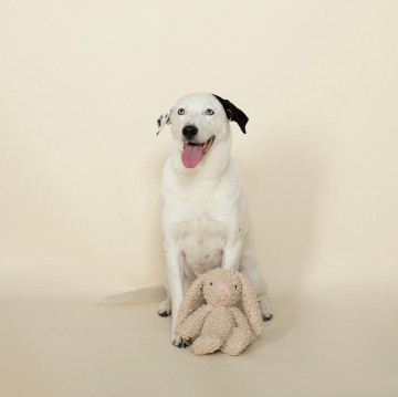 Love Bunny Hondenspeelgoed Fringe Studio