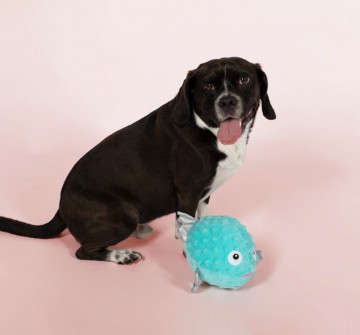 Puffer Fish Fringe Studio