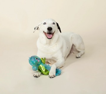 Shelly the Seahorse Fringe Studio