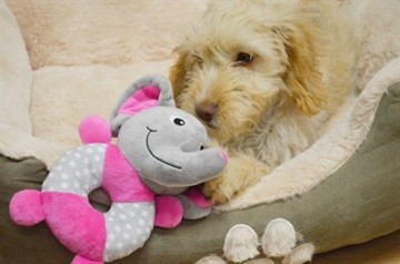 Pluche Speelring Olifant Puppyspeelgoed