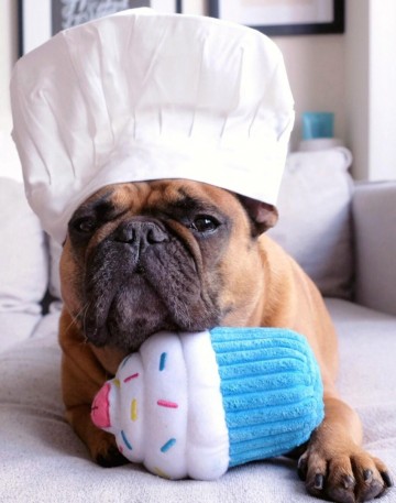 ZippyPaws Cupcake Blue