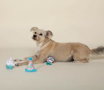 Happy BarkDay Set Dog