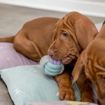 Trixie Junior Touwbal Dog