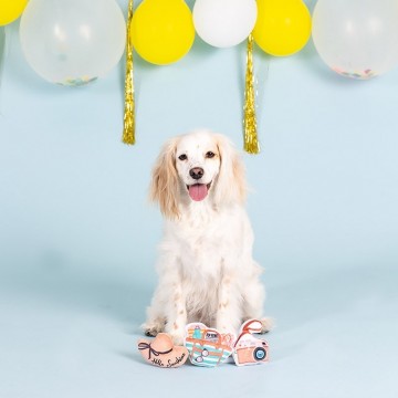 Hello Sunshine Set Fringe Studio Dog Toys