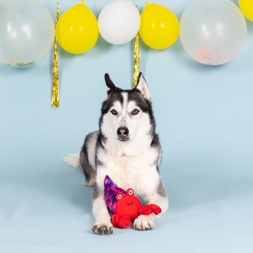 In a Pinch | PetShop by Fringe Studio Dog Toy