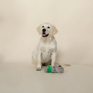 Bahama Koala Fringe Studio Dog