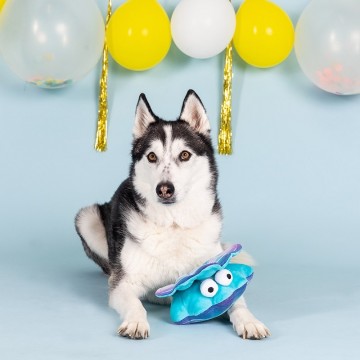 A Bit Clammy PetShop Dog Toy