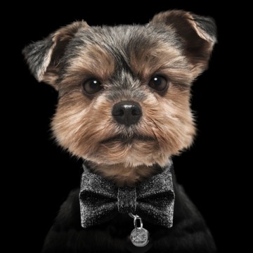 Milk & Pepper Bow Tie Black Dog