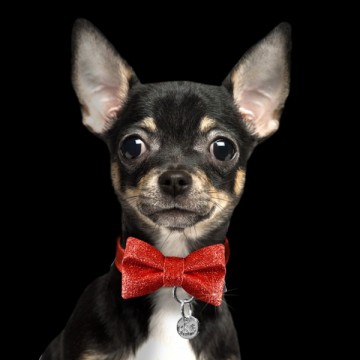 Milk & Pepper Bow Tie Red Dog