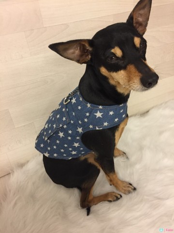 Harnas Jeans Stars 4