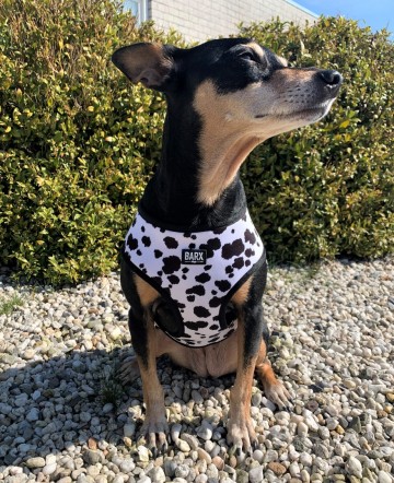 Barx Reversible Harnas Leopard 6