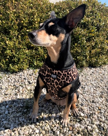 Barx Reversible Harnas Leopard 7