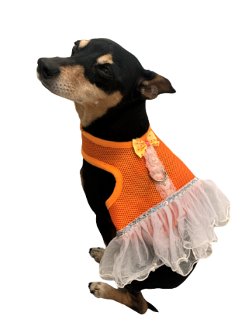 Tuigje Orange Dress 4