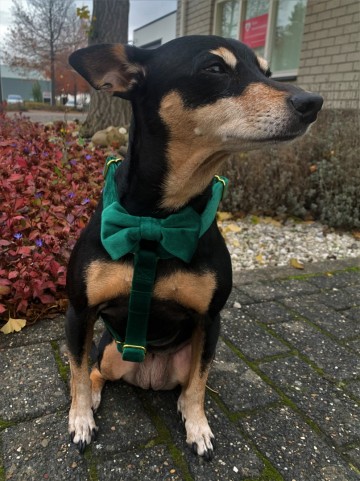 Barx Harnas Velvet en Bow Tie