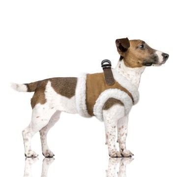 Milk & Pepper Hondentuig Declan Camel Hond Zijkant