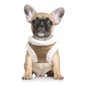 Milk & Pepper Hondentuig Declan Camel Hond Voorkant