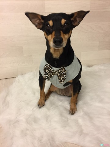 Harnas Jeans Tiger 3