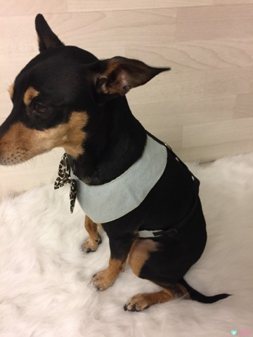 Harnas Jeans Tiger 4