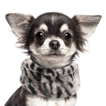 Milk & Pepper Karma Nekwarmer Hond