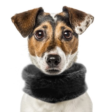 Milk & Pepper Tanya Nekwarmer Hond