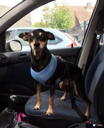 Safety Harnas Auto 9