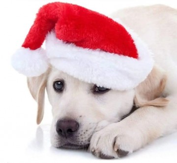 Kerstmuts Hond